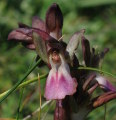 Anacamptis collina (Fan-Lipped orchid) - CLICK TO ENLARGE PHOTO
