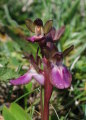 Anacamptis collina (Fan-Lipped orchid) - CLICK TO ENLARGE PHOTO