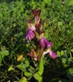 Anacamptis collina (Fan-Lipped orchid) - CLICK TO ENLARGE PHOTO