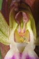 Anacamptis collina (Fan-Lipped orchid) - CLICK TO ENLARGE PHOTO