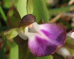 Anacamptis collina (Fan-Lipped orchid) - CLICK TO ENLARGE PHOTO