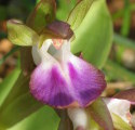 Anacamptis collina (Fan-Lipped orchid) - CLICK TO ENLARGE PHOTO