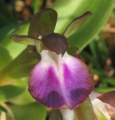 Anacamptis collina (Fan-Lipped orchid) - CLICK TO ENLARGE PHOTO