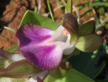 Anacamptis collina (Fan-Lipped orchid) - CLICK TO ENLARGE PHOTO