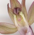 Anacamptis collina (Fan-Lipped orchid) - CLICK TO ENLARGE PHOTO