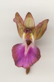 Anacamptis collina (Fan-Lipped orchid) - CLICK TO ENLARGE PHOTO