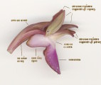 Anacamptis collina (Fan-Lipped orchid) - CLICK TO ENLARGE PHOTO