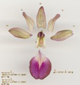 Anacamptis collina (Fan-Lipped orchid) - CLICK TO ENLARGE PHOTO