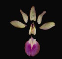 Anacamptis collina (Fan-Lipped orchid) - CLICK TO ENLARGE PHOTO