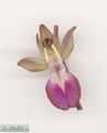 Anacamptis collina (Fan-Lipped orchid) - CLICK TO ENLARGE PHOTO