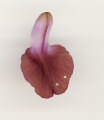 Anacamptis collina (Fan-Lipped orchid) - CLICK TO ENLARGE PHOTO