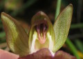 Anacamptis collina (Fan-Lipped orchid) - CLICK TO ENLARGE PHOTO