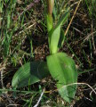 Anacamptis collina (Fan-Lipped orchid) - CLICK TO ENLARGE PHOTO
