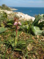 Anacamptis collina (Fan-Lipped orchid) - CLICK TO ENLARGE PHOTO