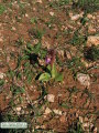 Anacamptis collina (Fan-Lipped orchid) - CLICK TO ENLARGE PHOTO