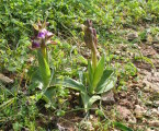 Anacamptis collina (Fan-Lipped orchid) - CLICK TO ENLARGE PHOTO