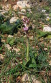 Anacamptis collina (Fan-Lipped orchid) - CLICK TO ENLARGE PHOTO
