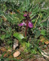Anacamptis collina (Fan-Lipped orchid) - CLICK TO ENLARGE PHOTO