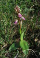 Anacamptis collina (Fan-Lipped orchid) - CLICK TO ENLARGE PHOTO