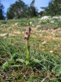 Anacamptis collina (Fan-Lipped orchid) - CLICK TO ENLARGE PHOTO