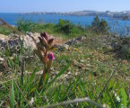 Anacamptis collina (Fan-Lipped orchid) - CLICK TO ENLARGE PHOTO