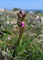 Anacamptis collina (Fan-Lipped orchid) - CLICK TO ENLARGE PHOTO