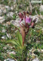 Anacamptis collina (Fan-Lipped orchid) - CLICK TO ENLARGE PHOTO