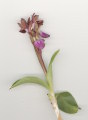 Anacamptis collina (Fan-Lipped orchid) - CLICK TO ENLARGE PHOTO