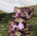 Himantoglossum robertianum (Giant orchid) - CLICK TO ENLARGE PHOTO