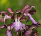 Himantoglossum robertianum (Giant orchid) - CLICK TO ENLARGE PHOTO