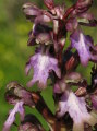 Himantoglossum robertianum (Giant orchid) - CLICK TO ENLARGE PHOTO