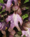 Himantoglossum robertianum (Giant orchid) - CLICK TO ENLARGE PHOTO