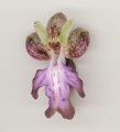 Himantoglossum robertianum (Giant orchid) - CLICK TO ENLARGE PHOTO