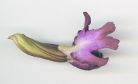 Himantoglossum robertianum (Giant orchid) - CLICK TO ENLARGE PHOTO