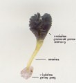 Himantoglossum robertianum (Giant orchid) - CLICK TO ENLARGE PHOTO