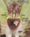 Himantoglossum robertianum (Giant orchid) - CLICK TO ENLARGE PHOTO