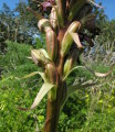 Himantoglossum robertianum (Giant orchid) - CLICK TO ENLARGE PHOTO
