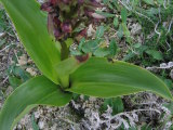 Himantoglossum robertianum (Giant orchid) - CLICK TO ENLARGE PHOTO
