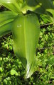 Himantoglossum robertianum (Giant orchid) - CLICK TO ENLARGE PHOTO