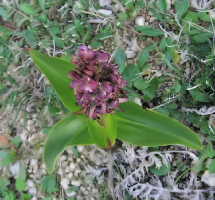 Himantoglossum robertianum (Giant orchid) - CLICK TO ENLARGE PHOTO