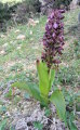 Himantoglossum robertianum (Giant orchid) - CLICK TO ENLARGE PHOTO