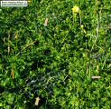 Oxalis pes-caprae (Bermuda buttercup) - CLICK TO ENLARGE PHOTO