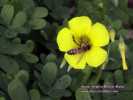 Oxalis pes-caprae (Bermuda buttercup) - CLICK TO ENLARGE PHOTO