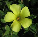 Oxalis pes-caprae (Bermuda buttercup) - CLICK TO ENLARGE PHOTO