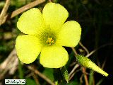 Oxalis pes-caprae (Bermuda buttercup) - CLICK TO ENLARGE PHOTO
