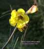 Oxalis pes-caprae (Bermuda buttercup) - CLICK TO ENLARGE PHOTO