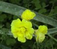 Oxalis pes-caprae (Bermuda buttercup) - CLICK TO ENLARGE PHOTO
