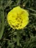Oxalis pes-caprae (Bermuda buttercup) - CLICK TO ENLARGE PHOTO