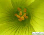 Oxalis pes-caprae (Bermuda buttercup) - CLICK TO ENLARGE PHOTO