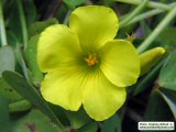 Oxalis pes-caprae (Bermuda buttercup) - CLICK TO ENLARGE PHOTO